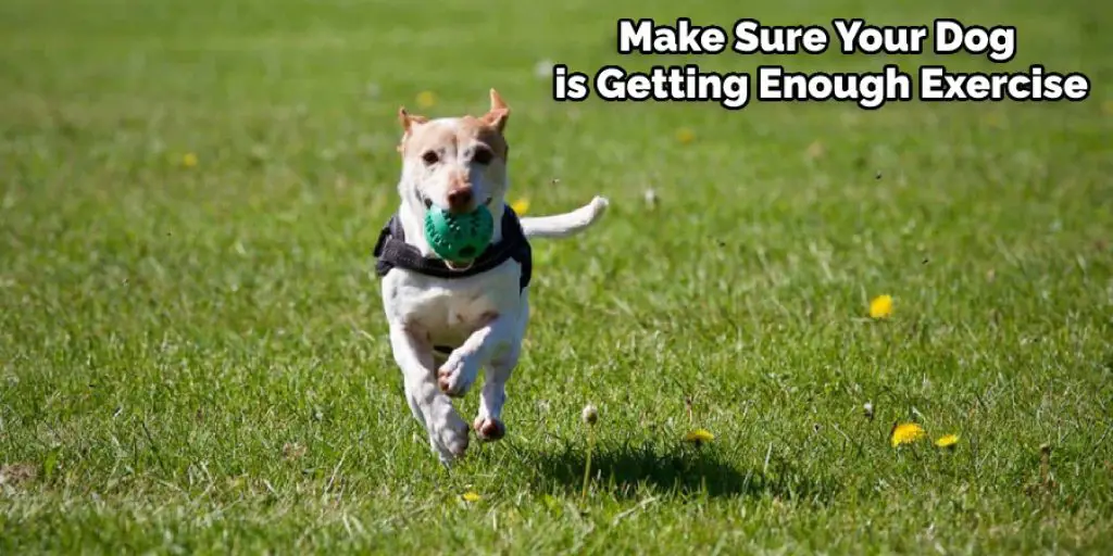 Make Sure Your Dog is Getting Enough Exercise