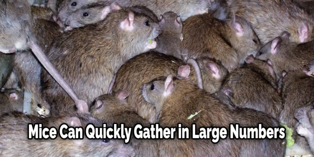 Mice Can Quickly Gather in Large Numbers
