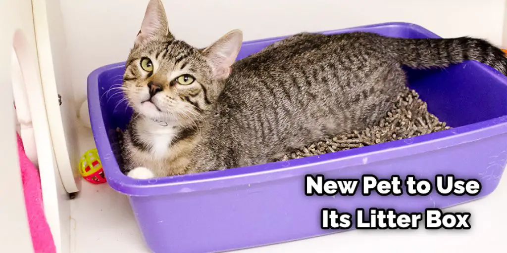 New Pet to Use Its Litter Box