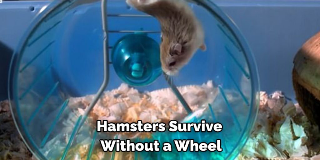 Hamsters Survive  Without a Wheel