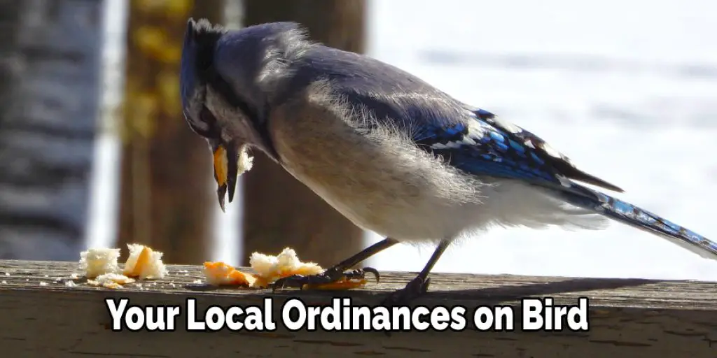 Your Local Ordinances on Bird