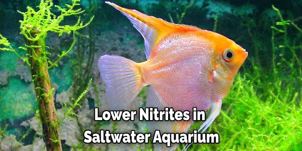 Lower Nitrites in  Saltwater Aquarium