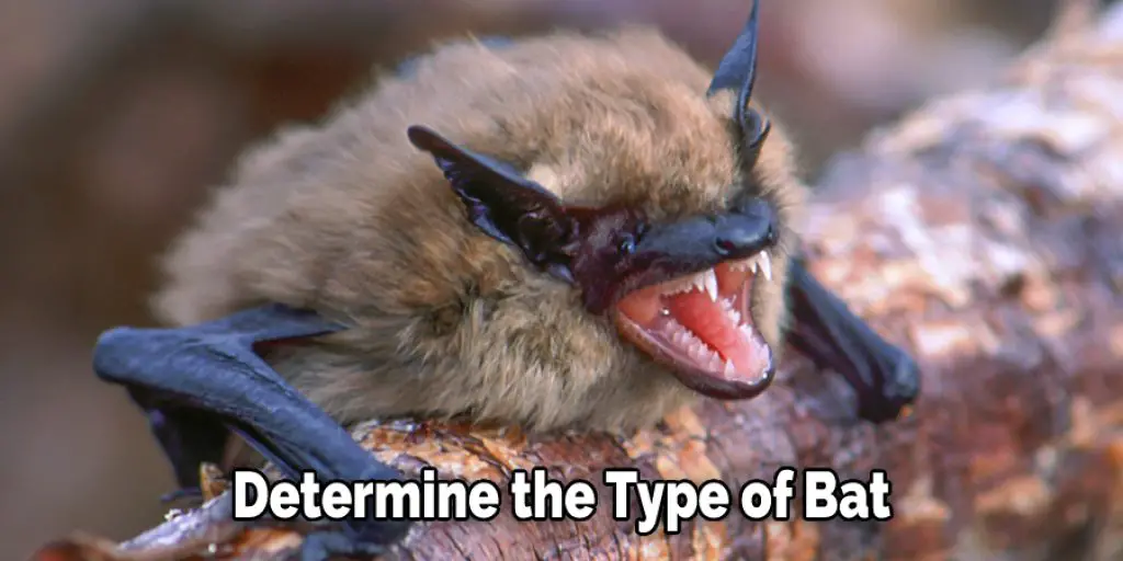 Determine the Type of Bat