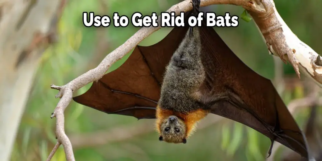 Use to Get Rid of Bats