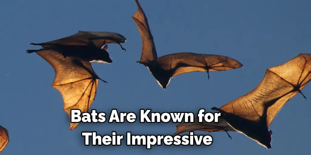 Bats Are Known for  Their Impressive