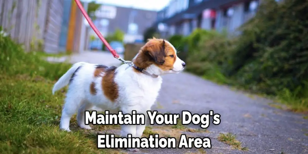 Maintain Your Dog's Elimination Area