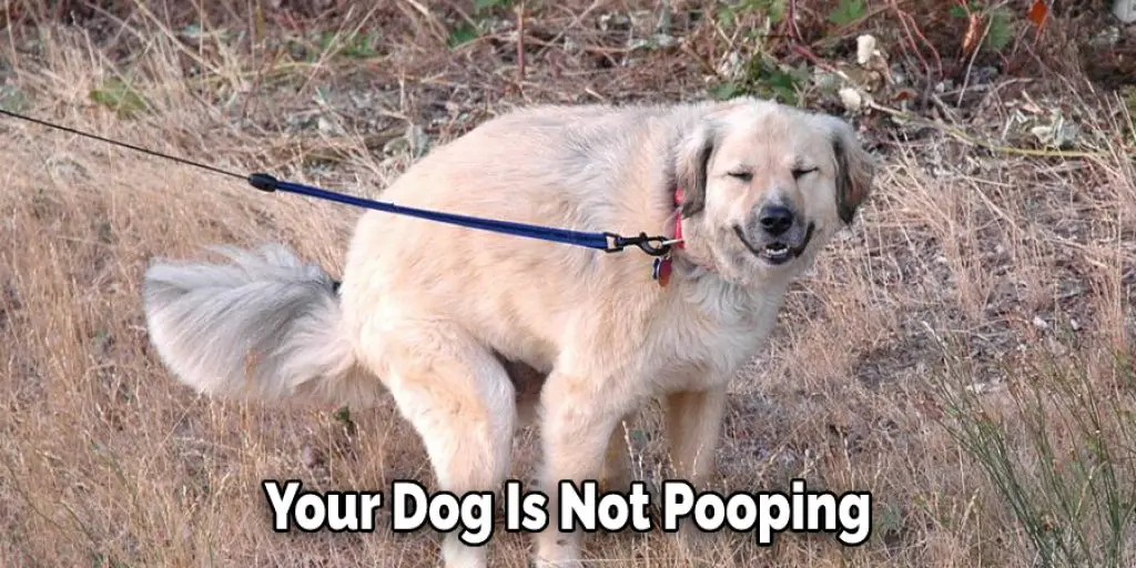 Your Dog Is Not Pooping