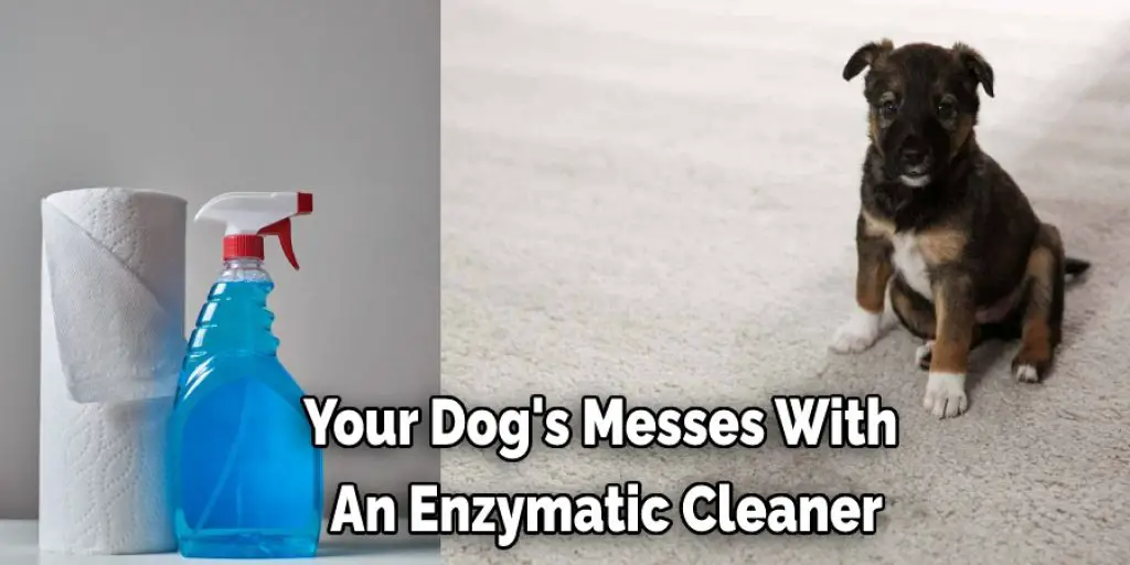 Your Dog's Messes With  An Enzymatic Cleaner