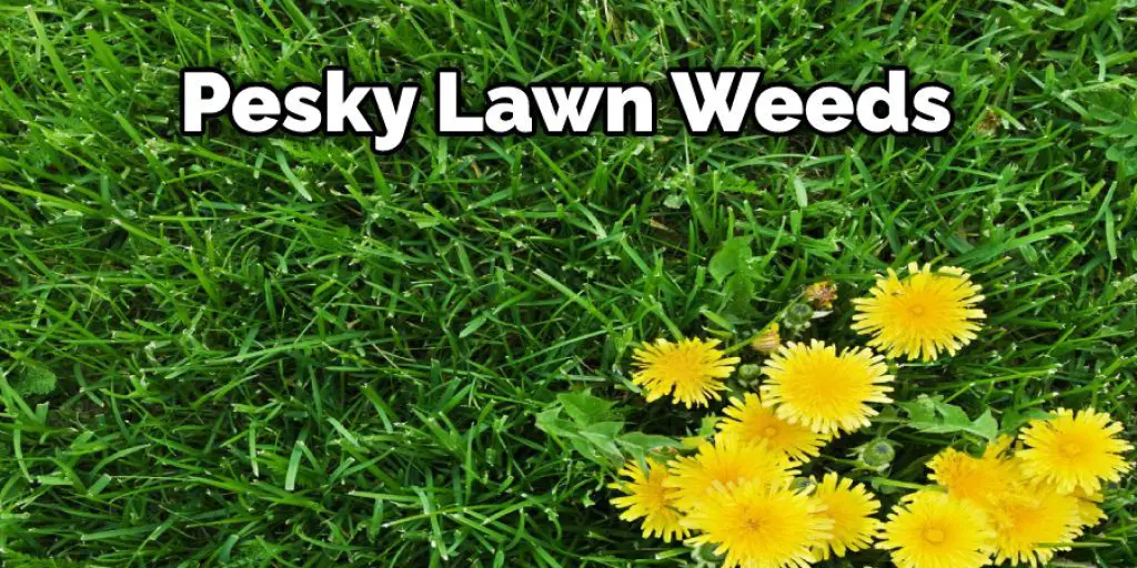 Pesky Lawn Weeds