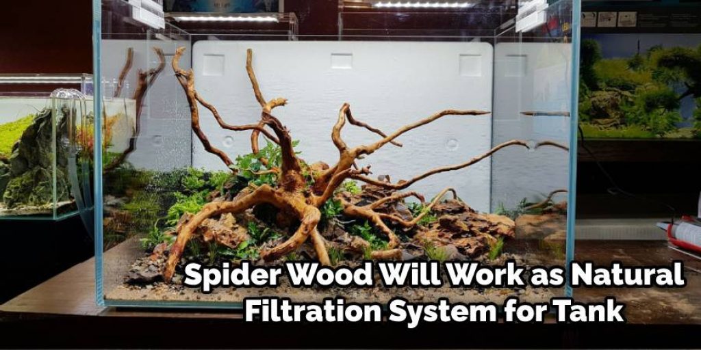Place Spider Wood in Aquarium