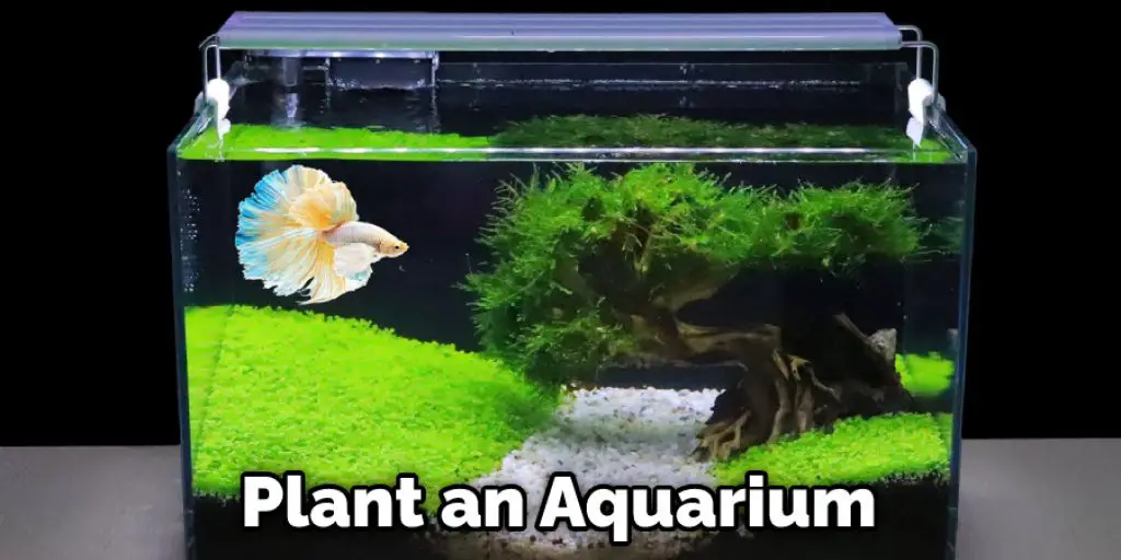 Plant an Aquarium