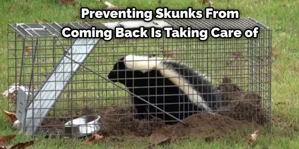 Preventing Skunks From Coming Back Is Taking Care of