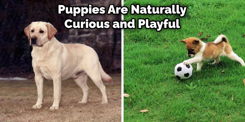 Puppies Are Naturally Curious and Playful