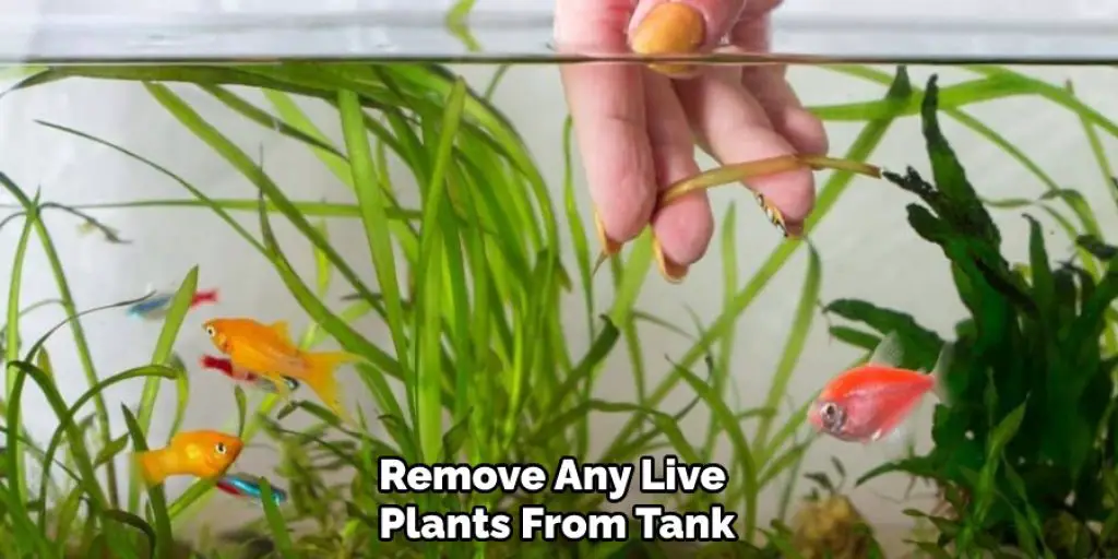 Remove Any Live Plants From Tank