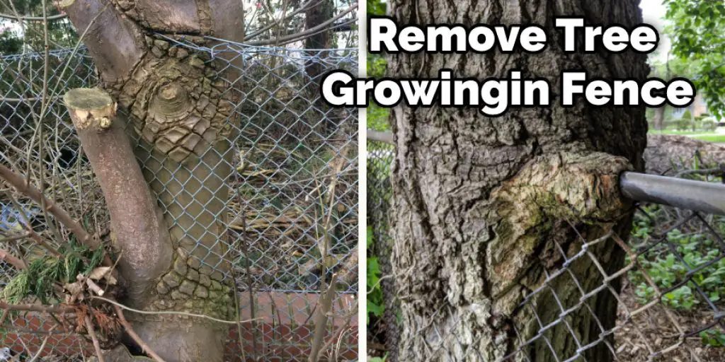Remove Tree Growing in Fence   