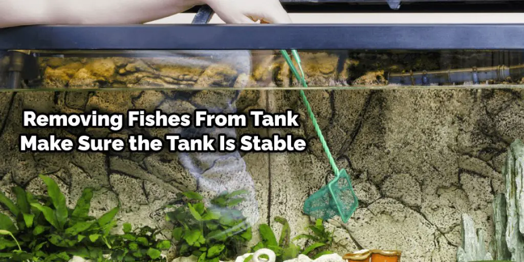 Removing Fishes From Tank Make Sure the Tank Is Stable