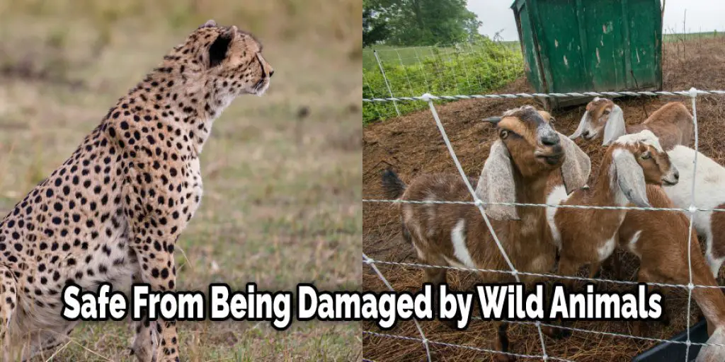 Safe From Being Damaged by Wild Animals