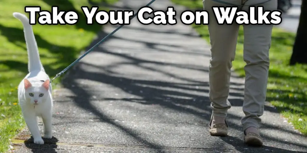 Take Your Cat on Walks