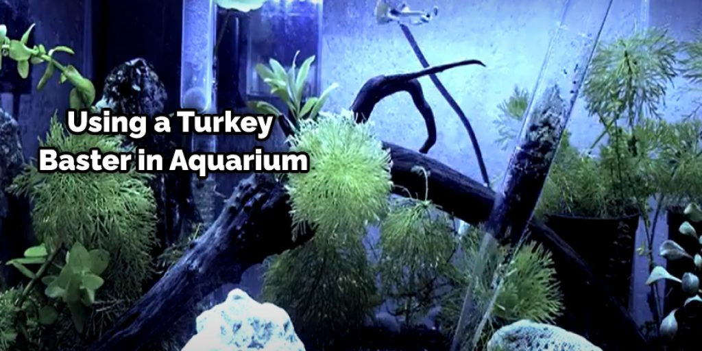 Using a Turkey Baster in Aquarium