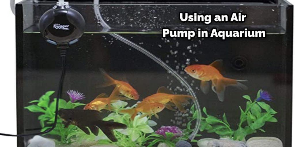 Using an Air Pump in Aquarium