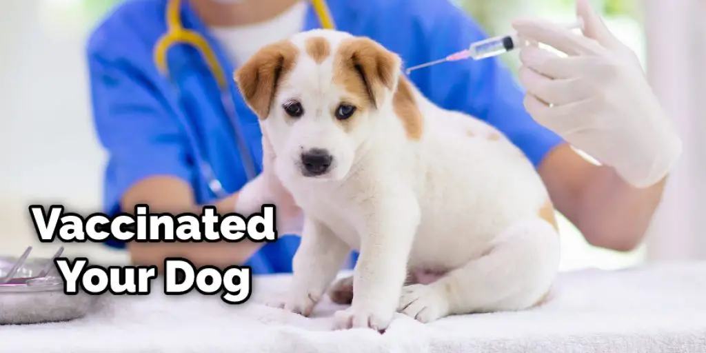 Vaccinated Your Dog