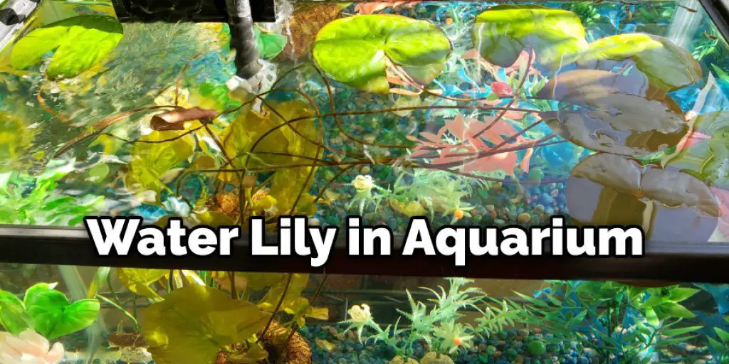 Water Lily in Aquarium