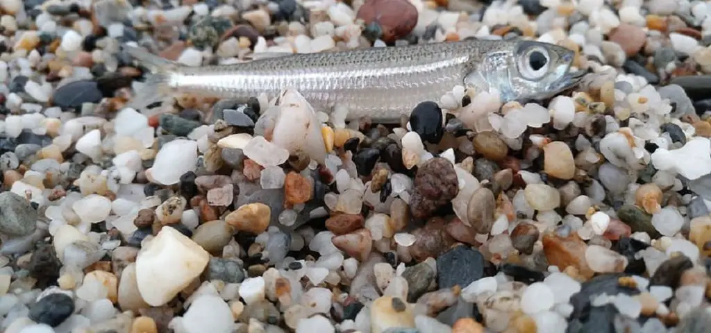 how to clean aquarium gravel without removing water