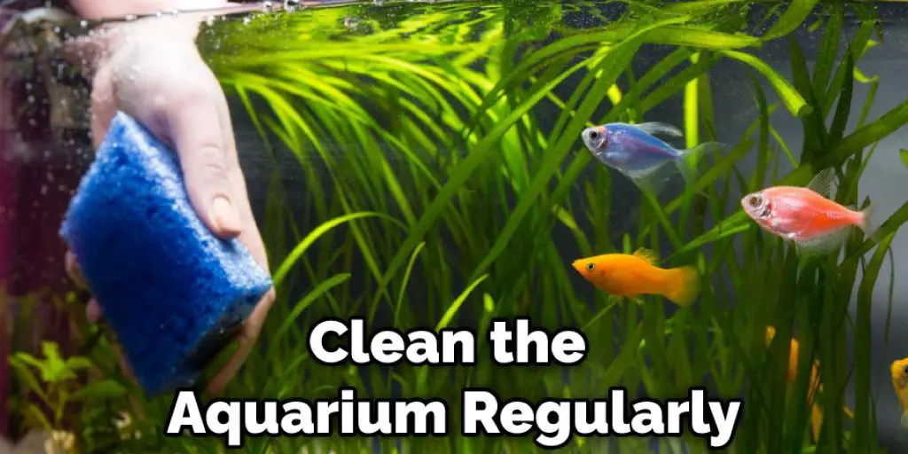 Clean the Aquarium Regularly