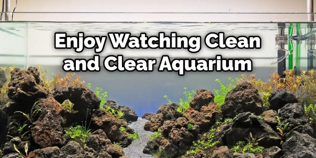 Enjoy Watching Clean and Clear Aquarium