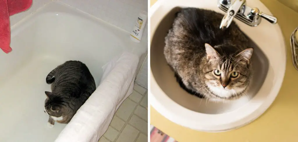 How to Clean Cat Poop From Bathtub