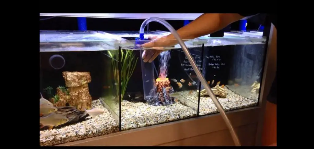 How to Clean the Gravel in a Fish Tank