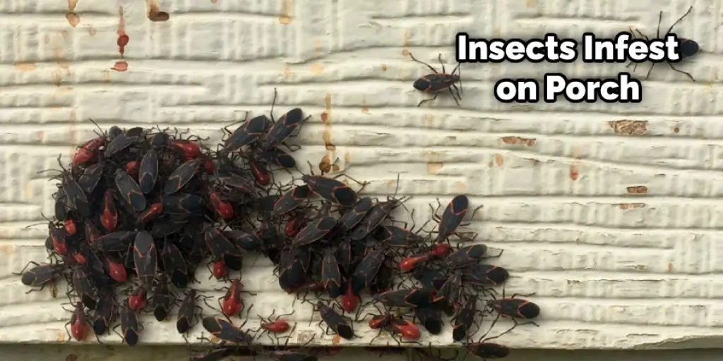 Insects Infest on Porch