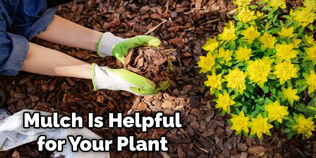 Mulch Is Helpful for Your Plant