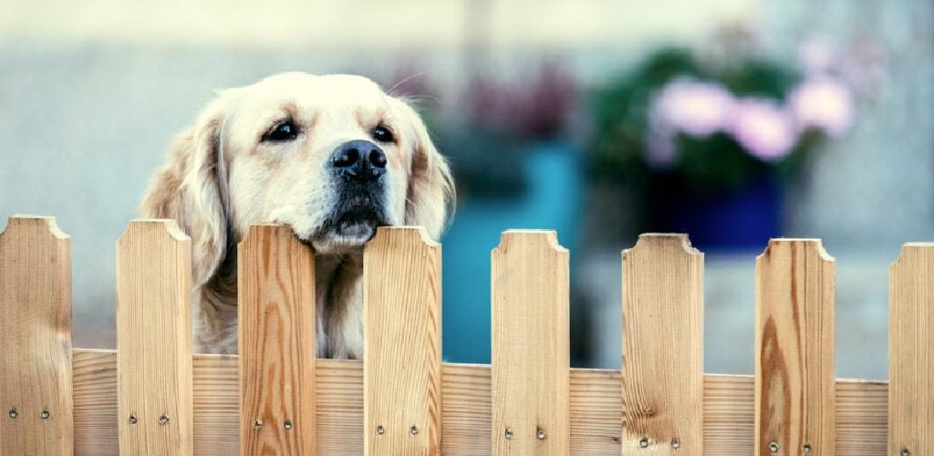 How to Stop a Dog From Chewing on Wood Fence