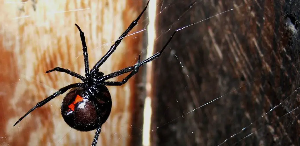 how to keep spiders from making webs on your porch