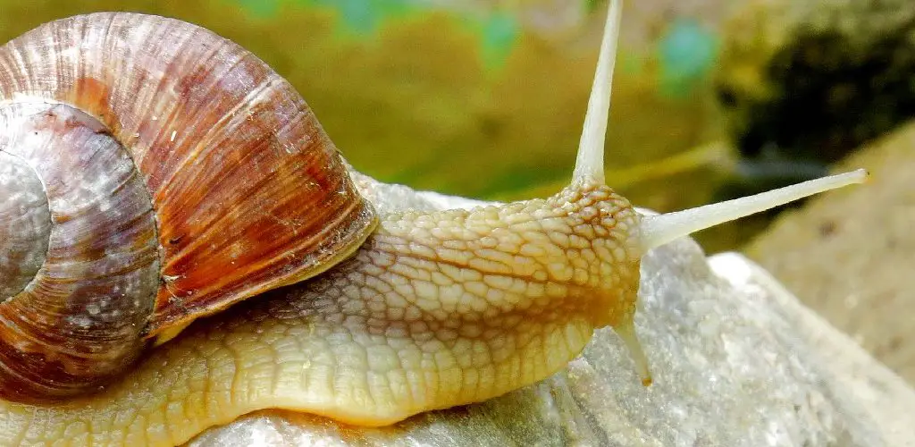 How to Get Rid of Pond Snails in Aquarium