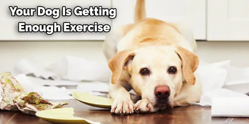 Your Dog Is Getting  Enough Exercise