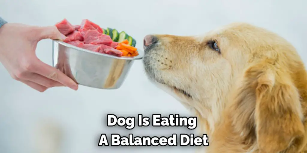 Dog Is Eating  A Balanced Diet
