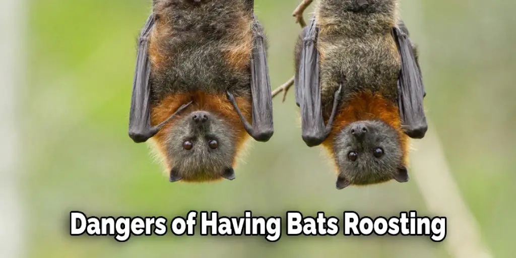 Dangers of Having Bats Roosting