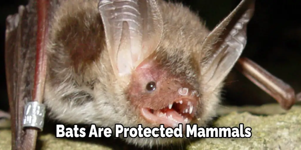 Bats Are Protected Mammals