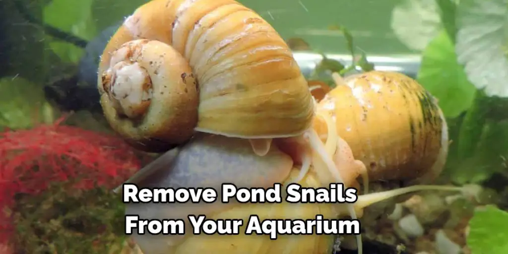 Remove Pond Snails  From Your Aquarium