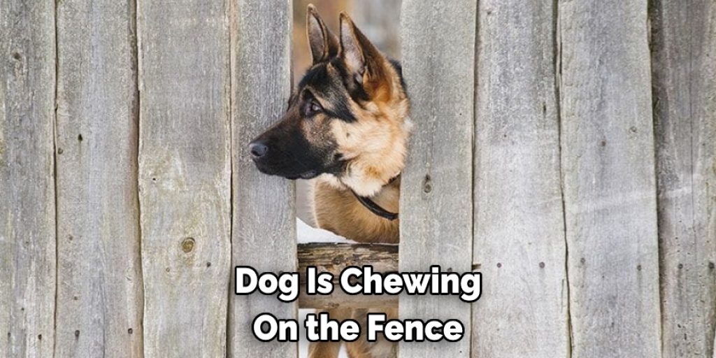 Dog Is Chewing On the Fence