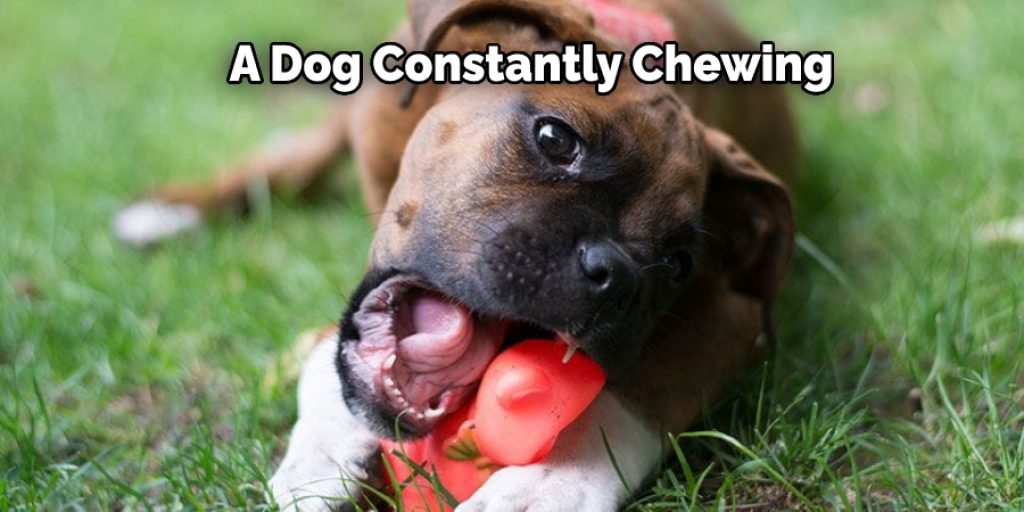 A Dog Constantly Chewing