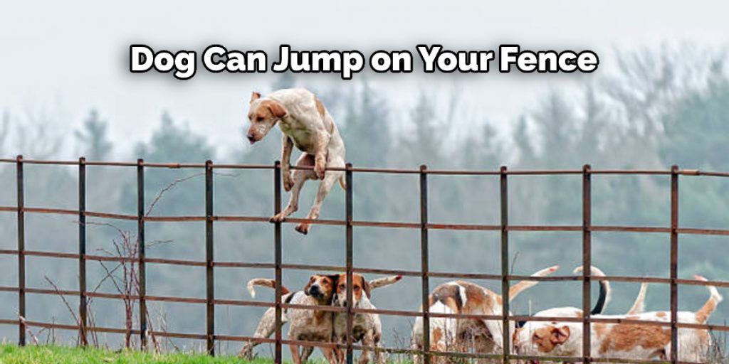 Dog Can Jump on Your Fence