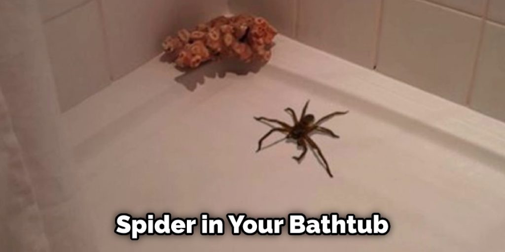 Spider in Your Bathtub