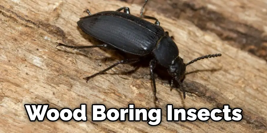 Wood Boring Insects