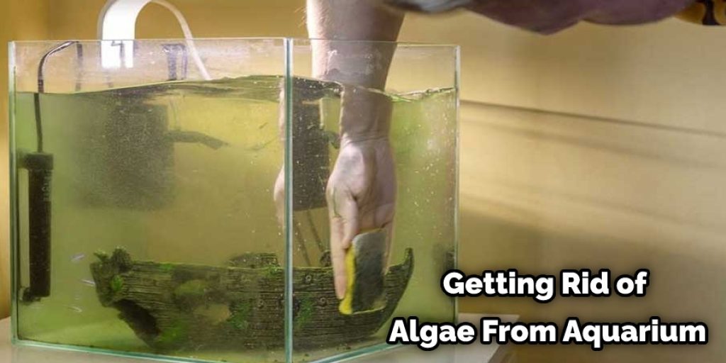Getting Rid of Algae From Aquarium