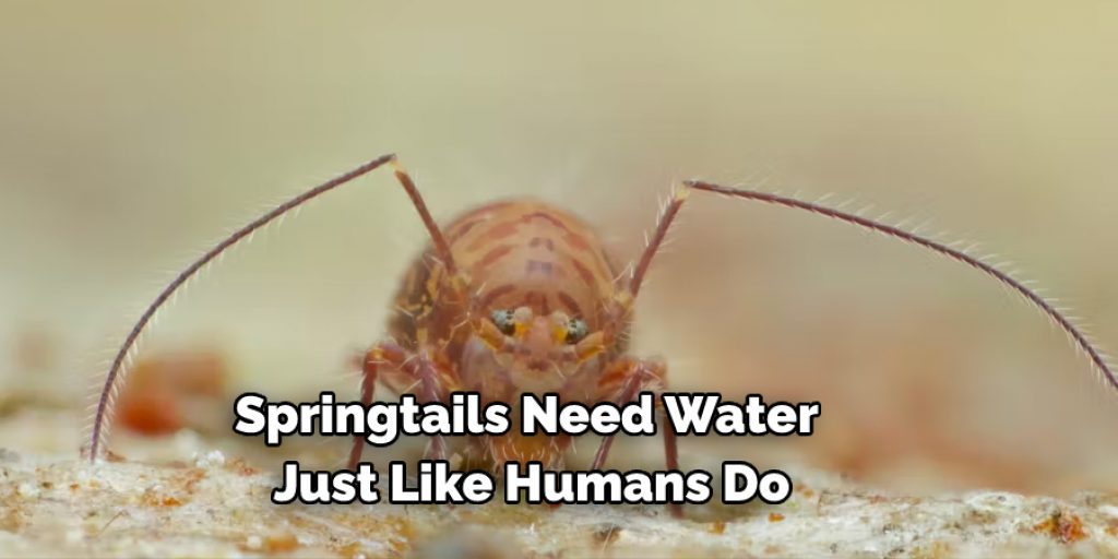Springtails Need Water Just Like Humans Do
