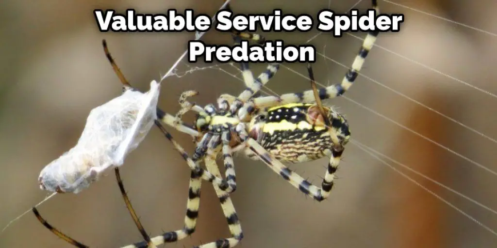 Valuable Service Spider Predation