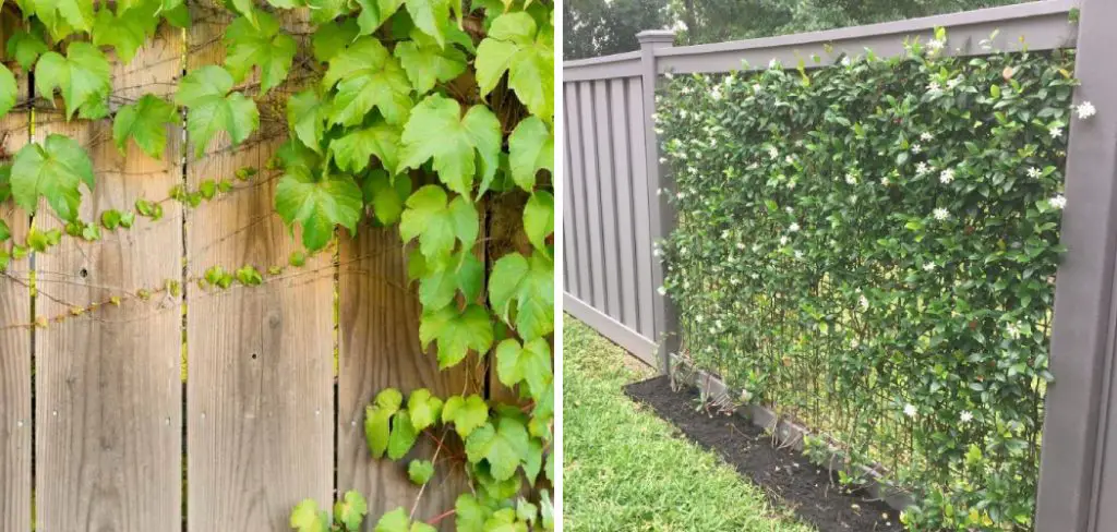 How to Stop Neighbors Vines From Growing on Fence